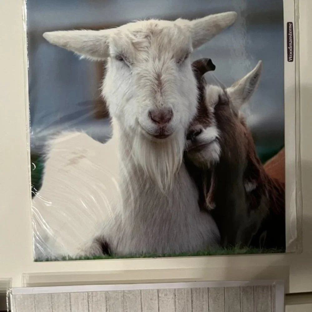 Blank Greeting Cards -‎ Set of 4 - Animal Themed (new) (home/x)